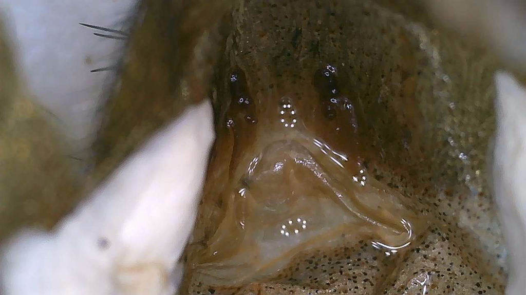 Psalmopoeus irminia - female (mature?)