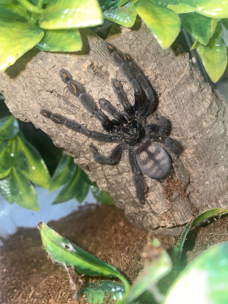 Psalmopoeus irminia in her new enclosure