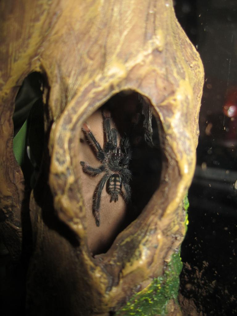 Psalmopoeus irminia juvie