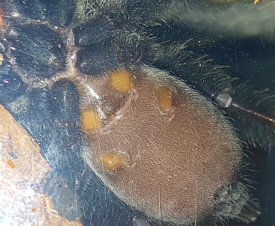 Psalmopoeus irminia M/F