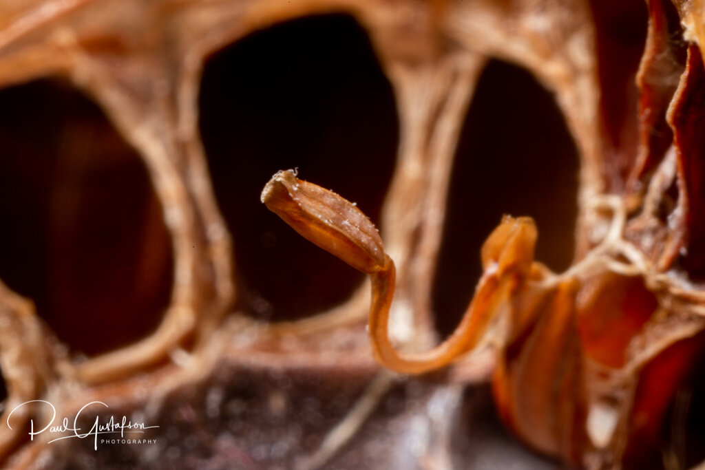 Psalmopoeus irminia molt