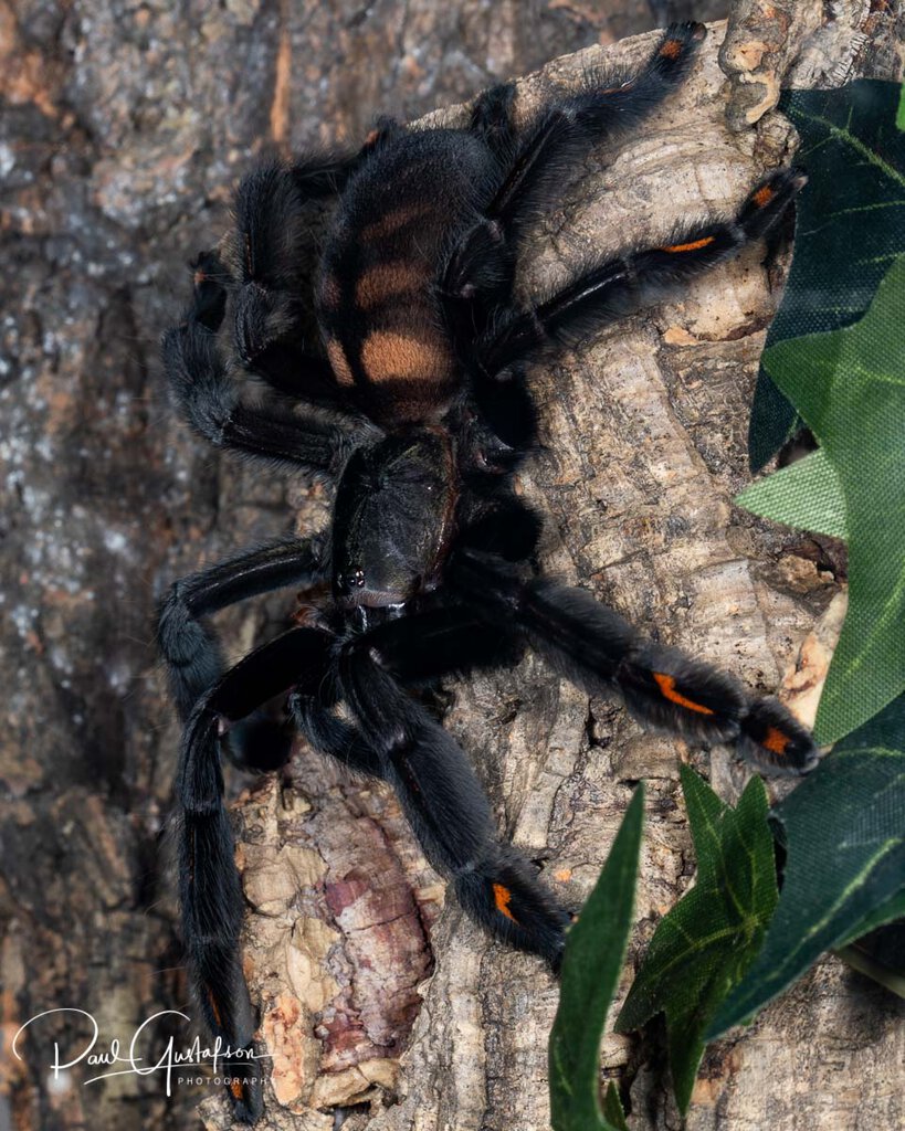 Psalmopoeus irminia out on the prowl