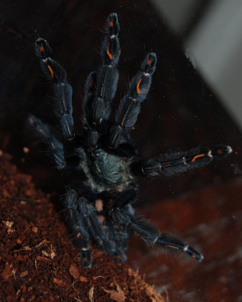 Psalmopoeus irminia post-molt