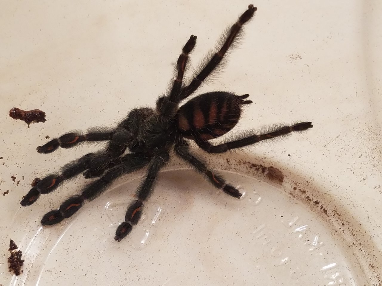 Psalmopoeus irminia Rehousing