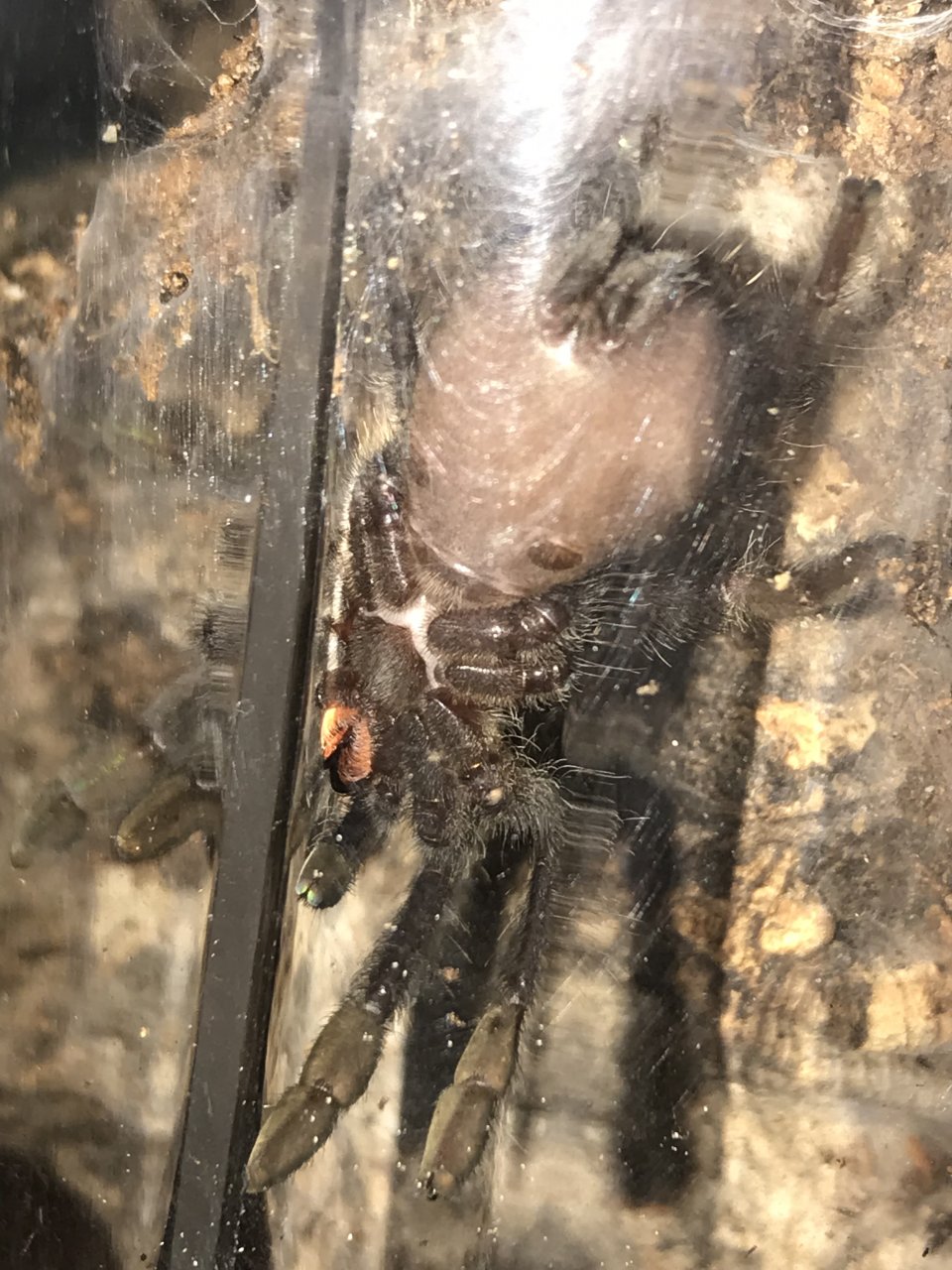 Psalmopoeus irminia [ventral sexing] [1/2]