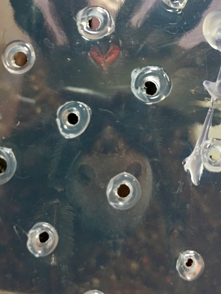 Psalmopoeus irminia [ventral sexing]