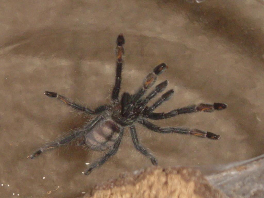 Psalmopoeus irminia