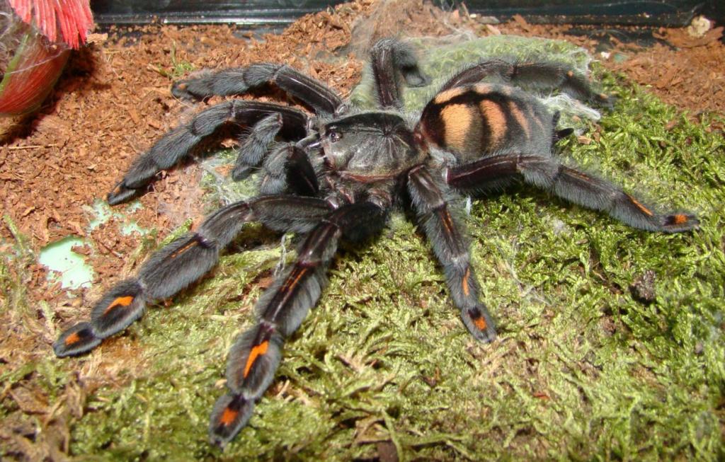 Psalmopoeus Irminia