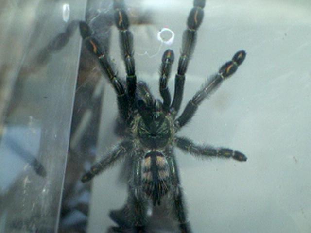 Psalmopoeus irminia