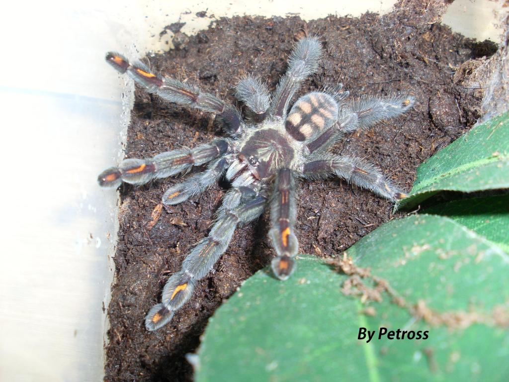 Psalmopoeus irminia