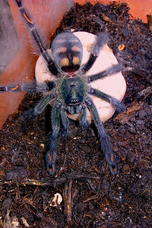 Psalmopoeus irminia