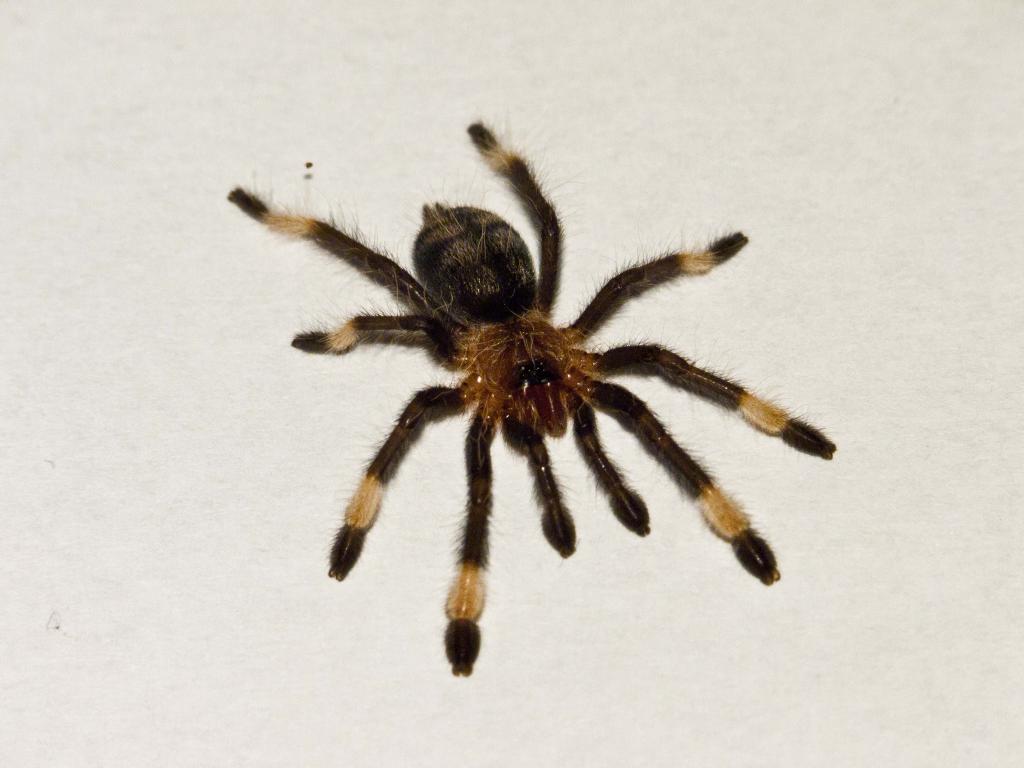 Psalmopoeus irminia