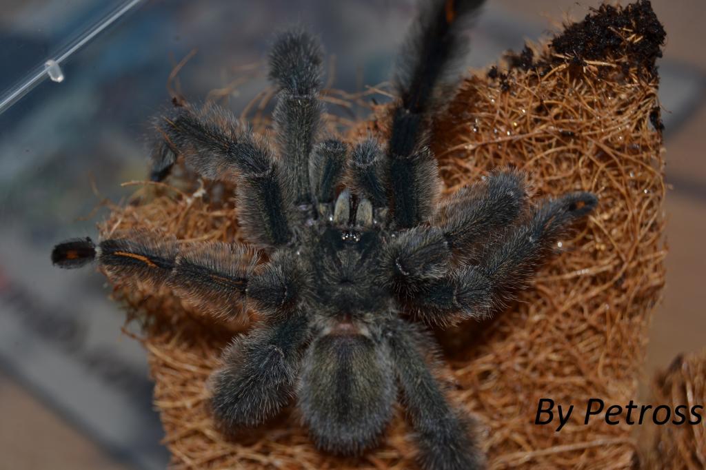 Psalmopoeus irminia