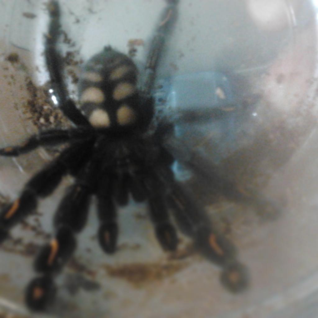 Psalmopoeus irminia