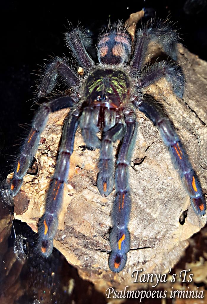 Psalmopoeus irminia