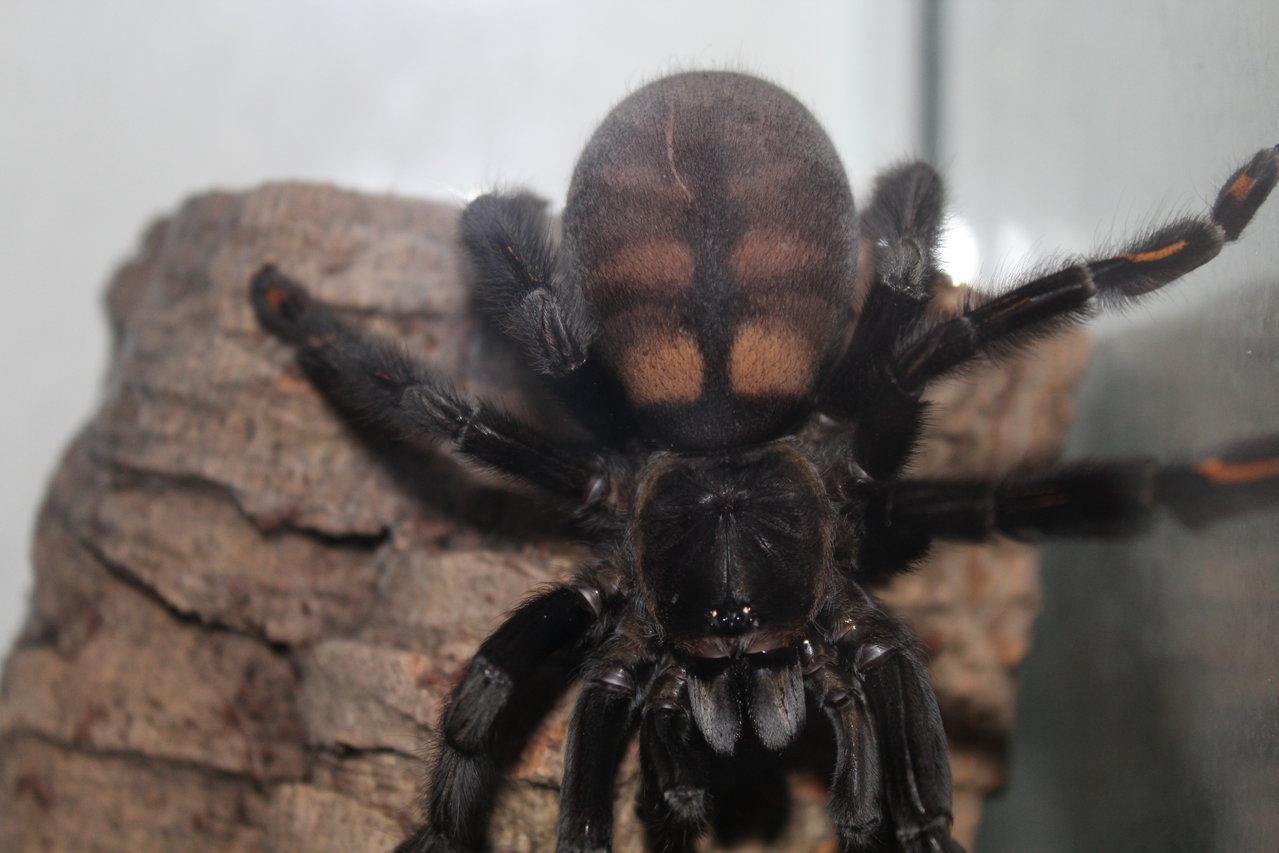 Psalmopoeus irminia