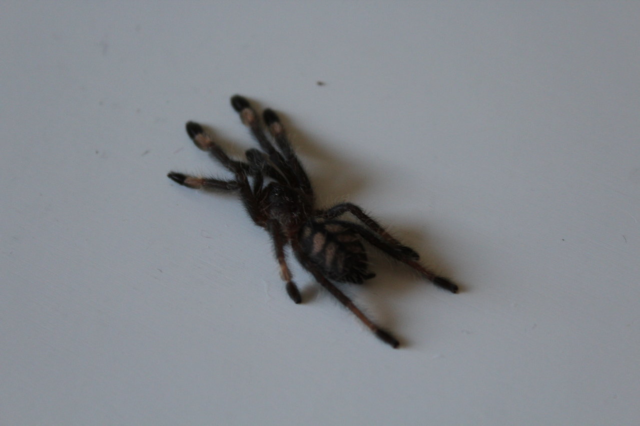 Psalmopoeus irminia