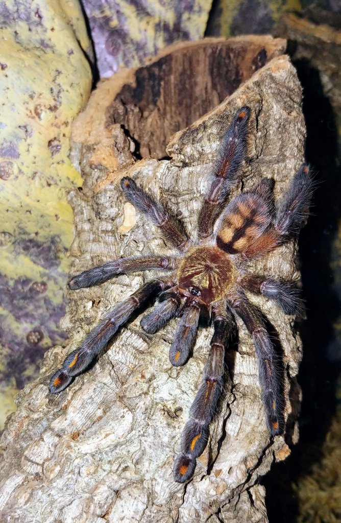 Psalmopoeus irminia