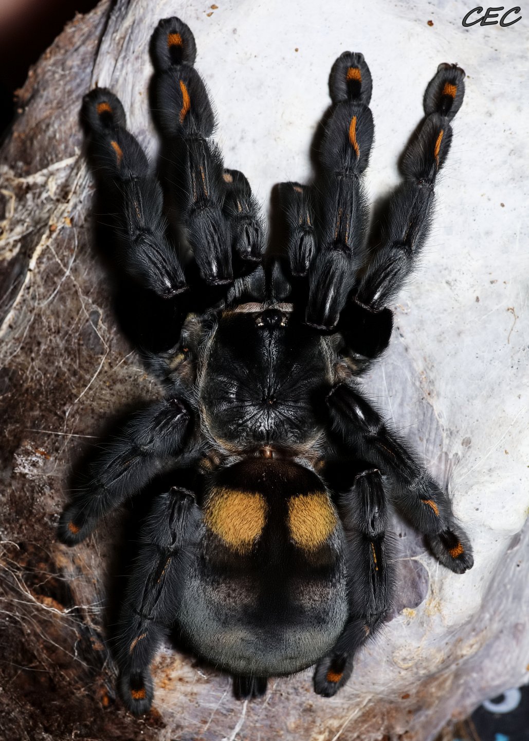 Psalmopoeus irminia