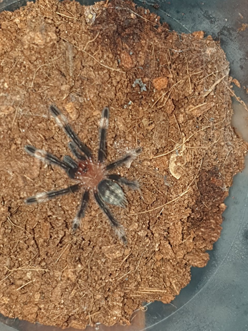 Psalmopoeus irminia?