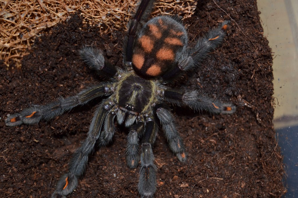 Psalmopoeus irminia