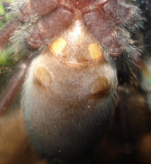 Psalmopoeus Irminia