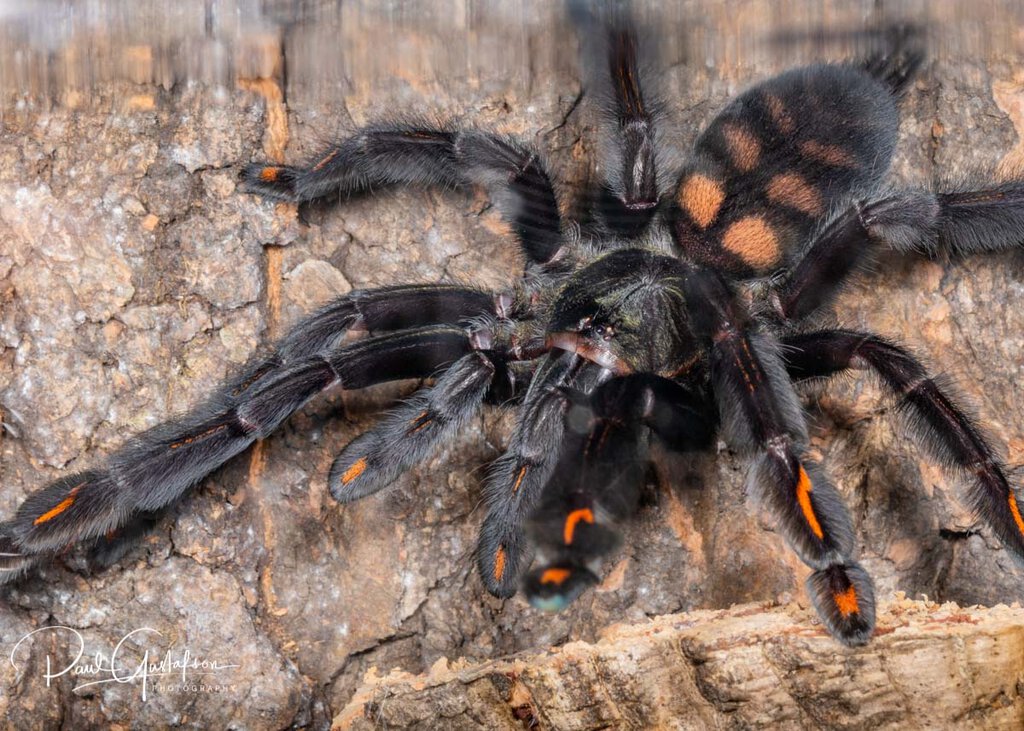 Psalmopoeus irminia