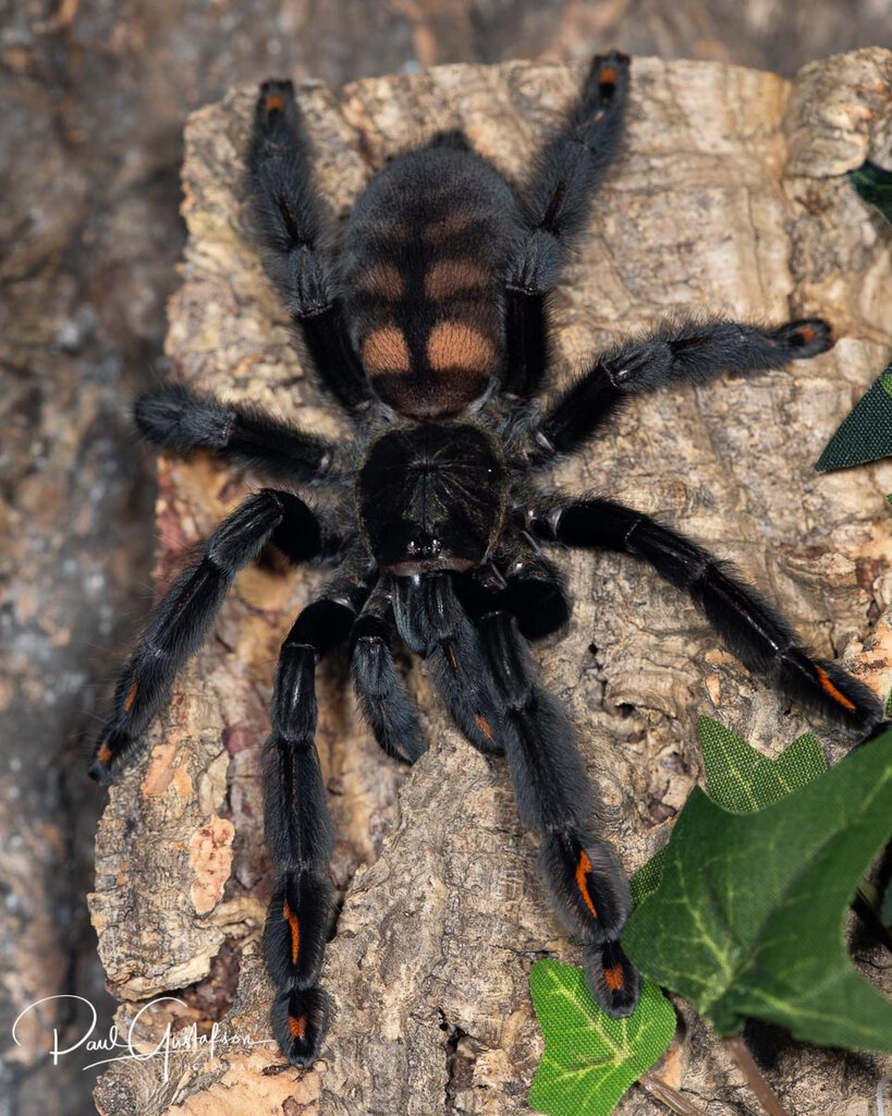 Psalmopoeus irminia