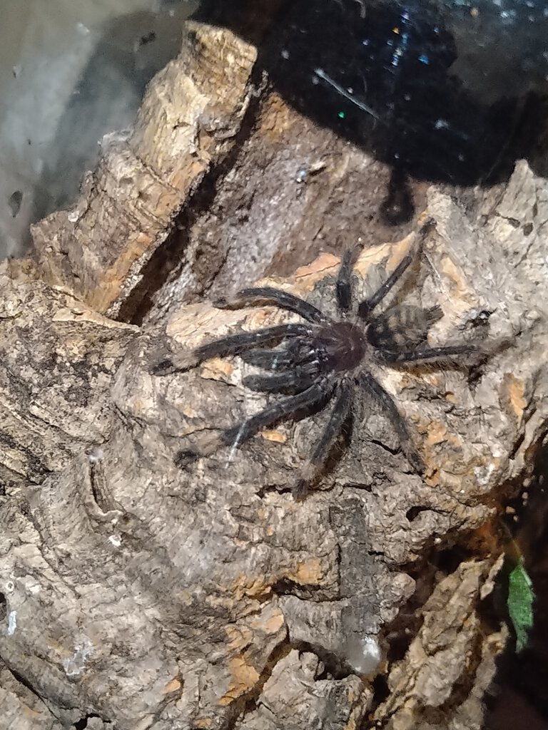 Psalmopoeus Irminia?