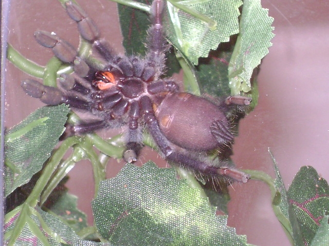 Psalmopoeus irminias male or female???
