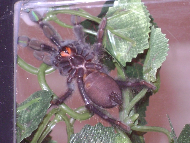 Psalmopoeus irminias male or female???