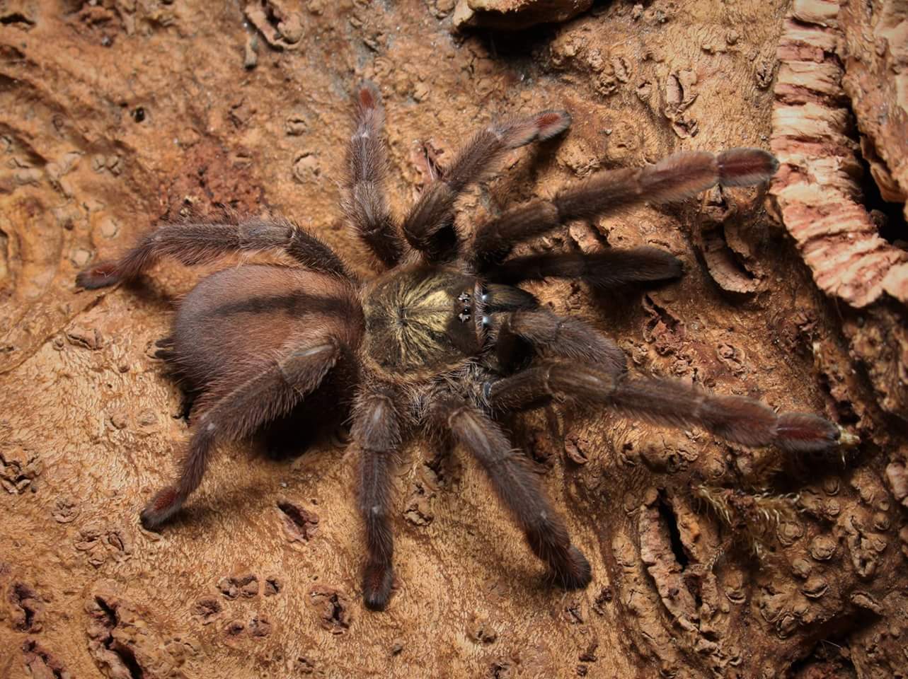 Psalmopoeus langenbucheri