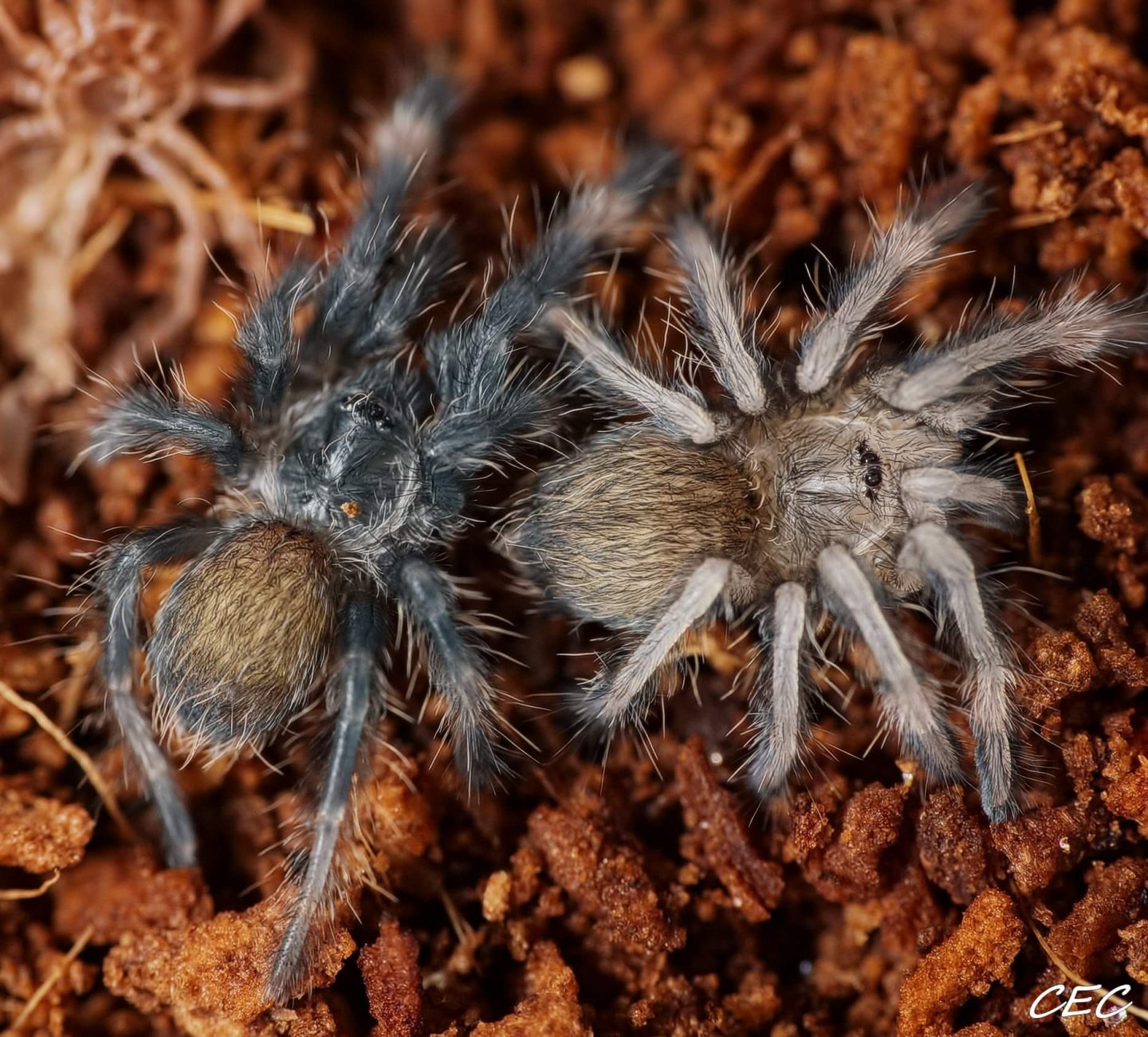 Psalmopoeus langenbucheri