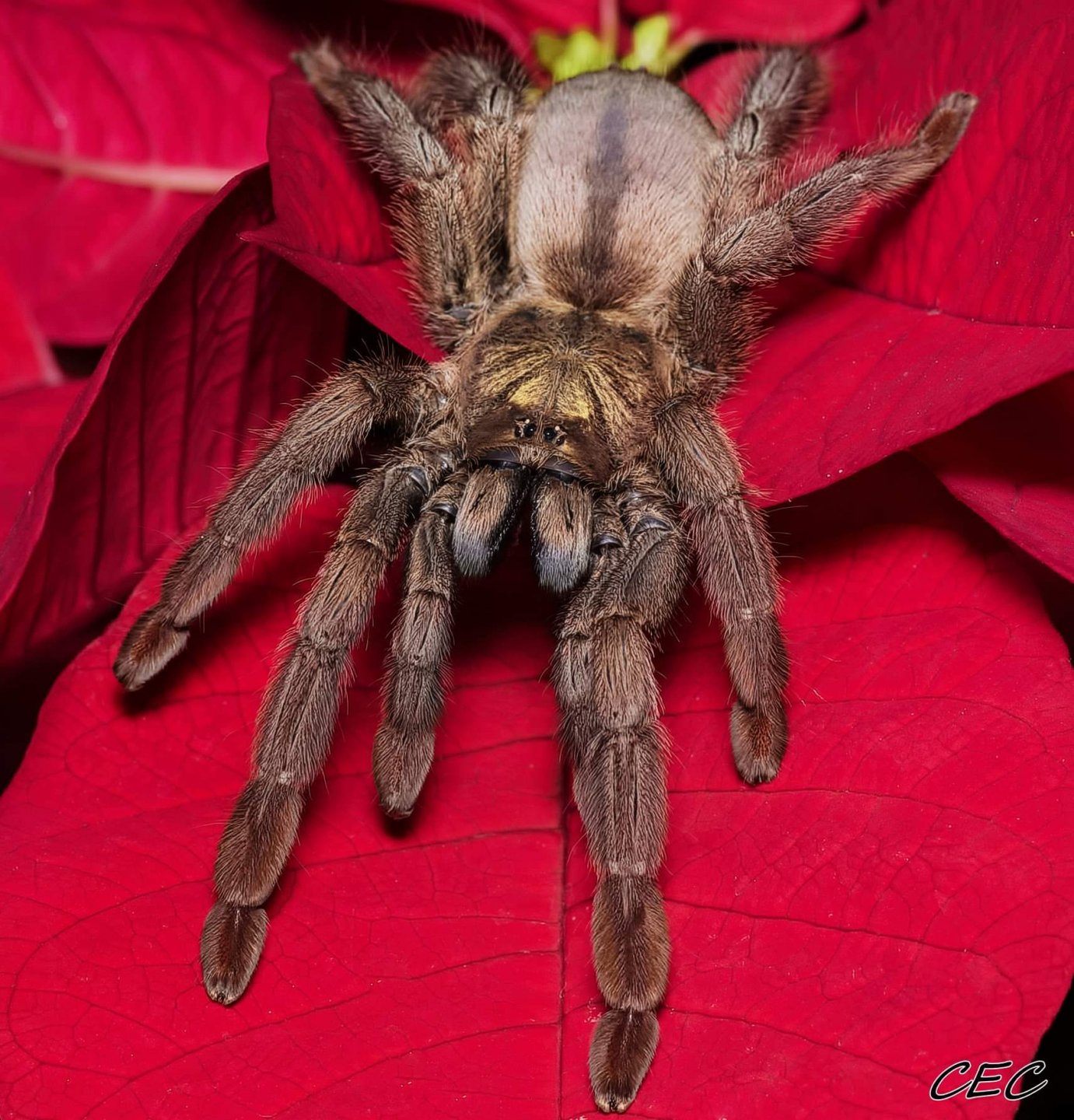 Psalmopoeus langenbucheri