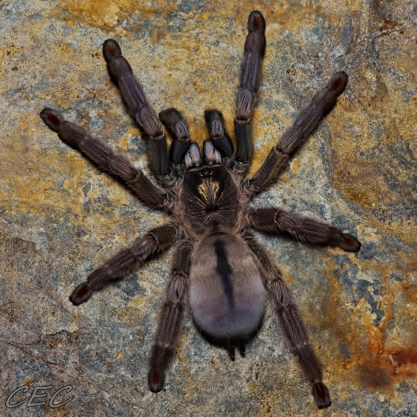 Psalmopoeus langenbucheri