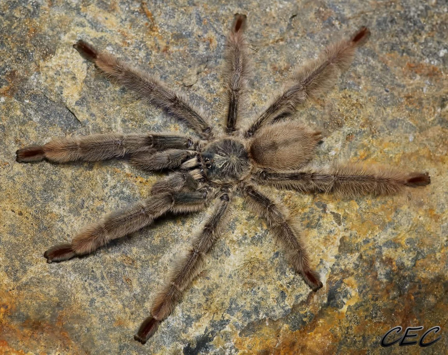 Psalmopoeus langenbucheri