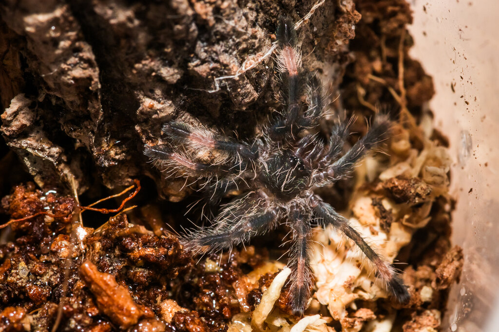 Psalmopoeus langenbucheri