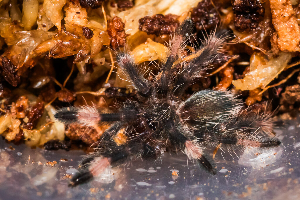 Psalmopoeus langenbucheri