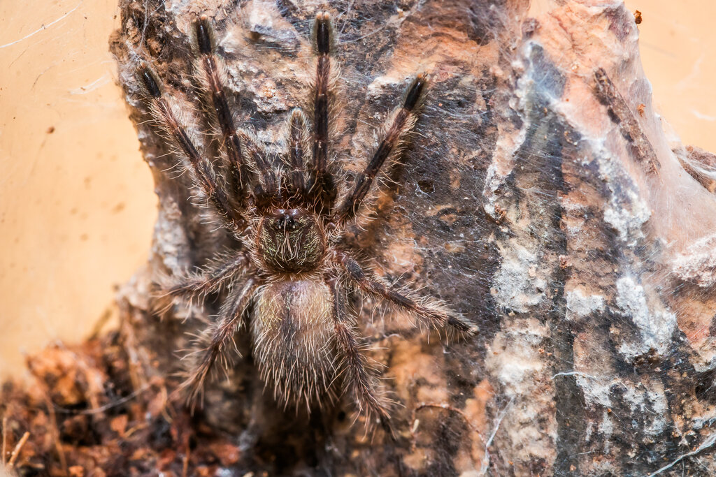 Psalmopoeus langenbucheri