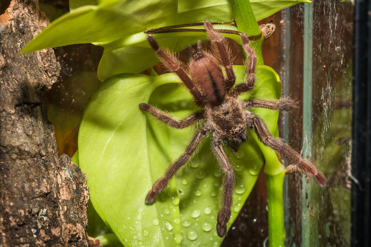 Psalmopoeus langenbucheri