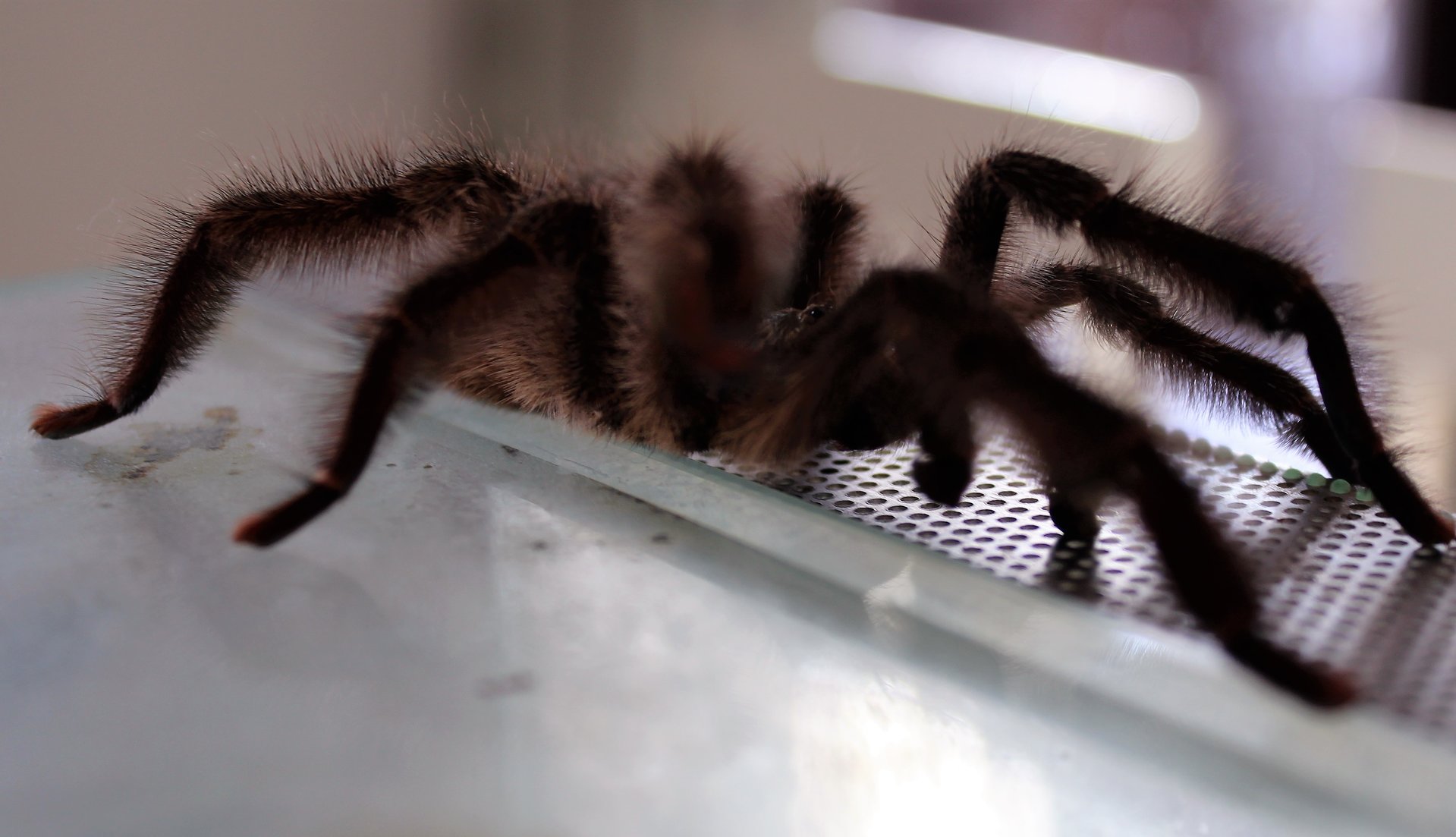 Psalmopoeus pulcher MM taking a walk after mating