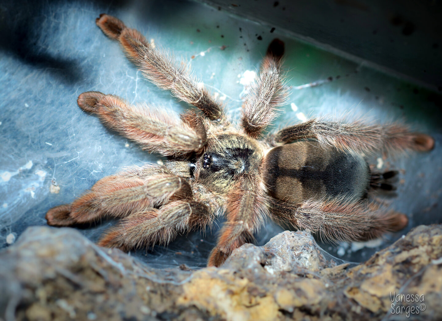 Psalmopoeus pulcher Sub-Adult Female - ~4"