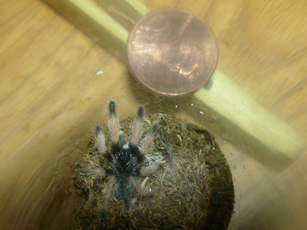 Psalmopoeus pulcher