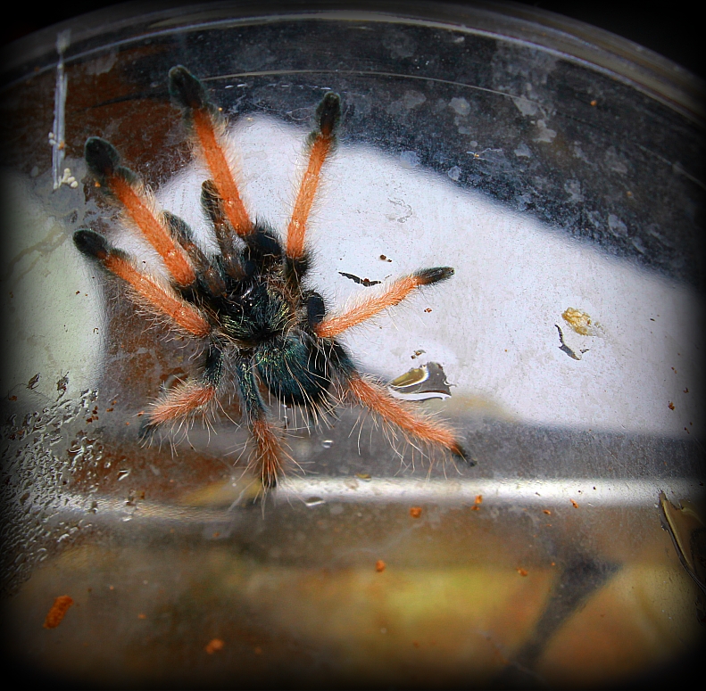 Psalmopoeus Pulcher