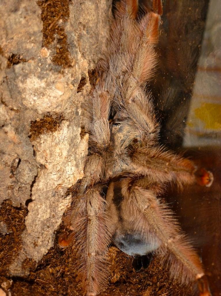 Psalmopoeus pulcher