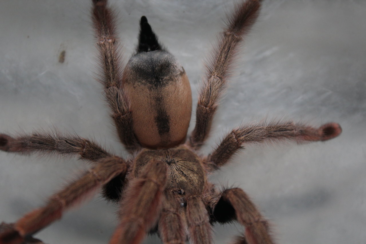 Psalmopoeus pulcher