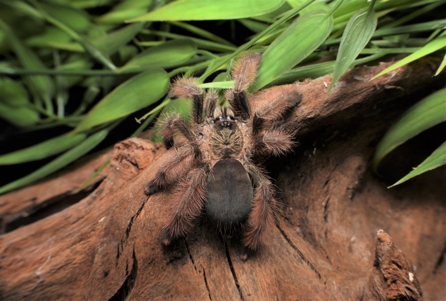 Psalmopoeus pulcher