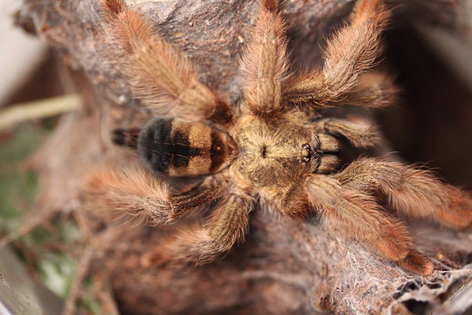 Psalmopoeus pulcher