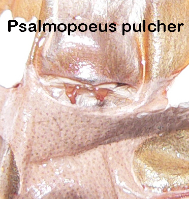 Psalmopoeus pulcher