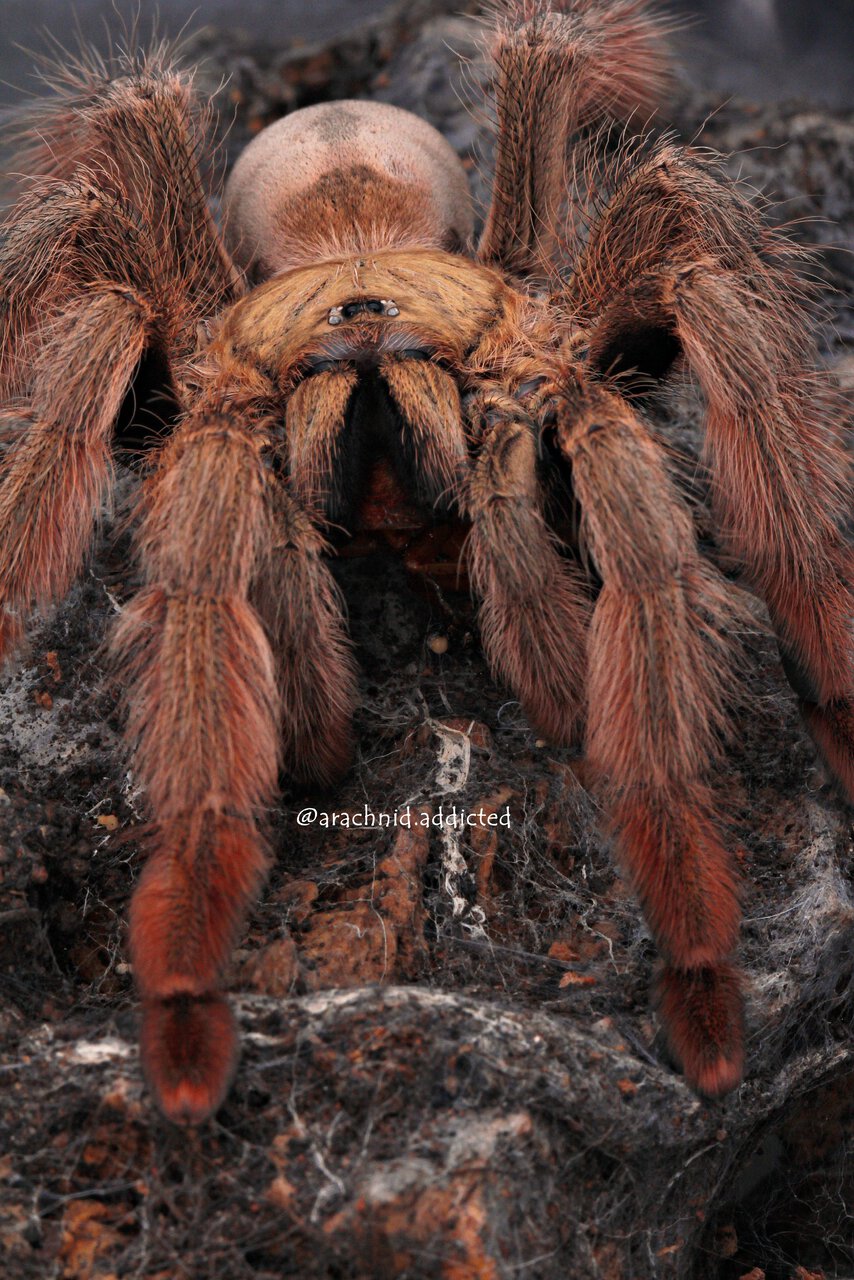 Psalmopoeus pulcher.